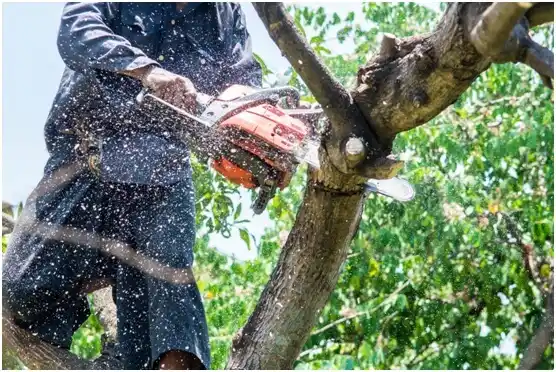 tree services Burbank